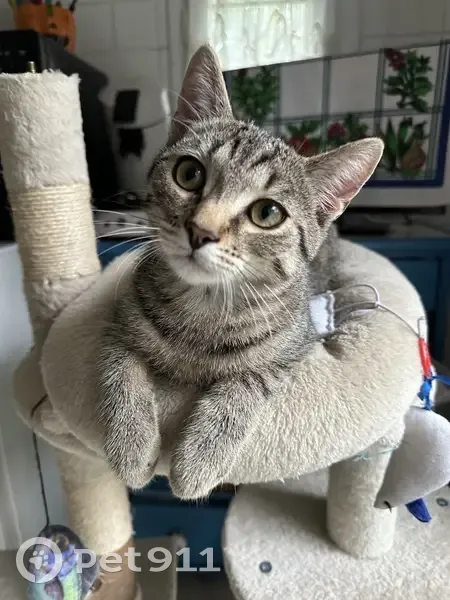 Chat mâle tigré perdu à Lacs 36400 - photo