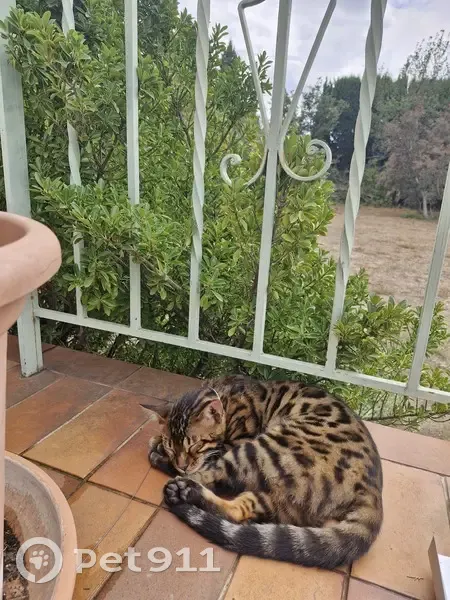 Chat Bengal marron disparu depuis le 16/10 - photo