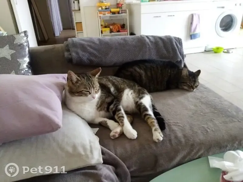 Chat tigré et blanc perdu à Simandres - photo