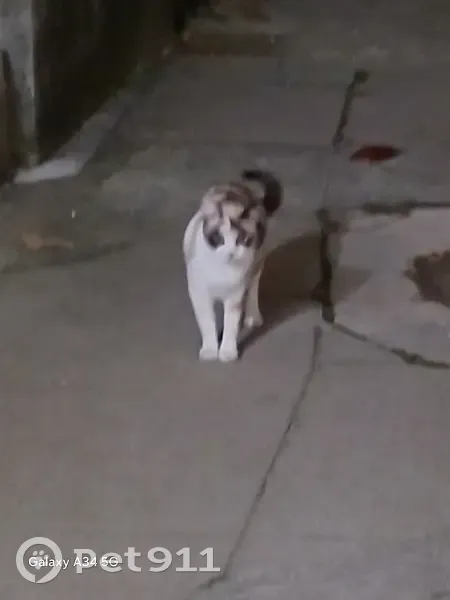 Chatte trouvée à Sassenage - photo