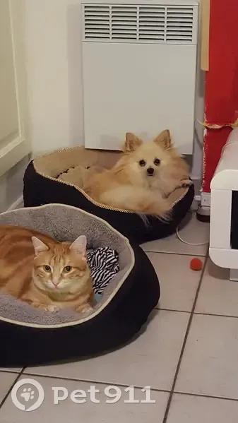 Chien disparu : Spitz nain blanc à Marcillé - photo