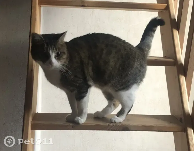 Petite femelle tigrée disparue à Tourcoing - photo