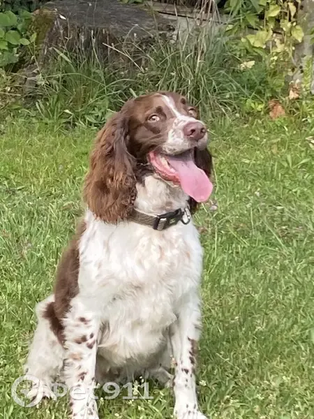 Springer mâle 4 ans enlevé à Ambès - photo