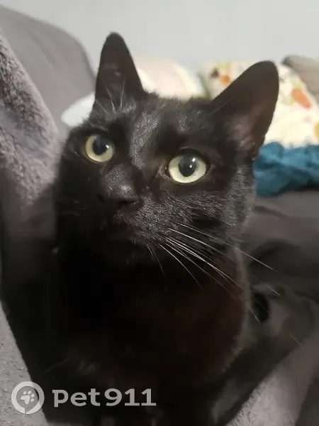 Chatte noire disparue à Vierzon - photo