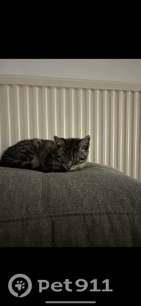 Chaton perdu à Béziers, impasse Rivetti - photo