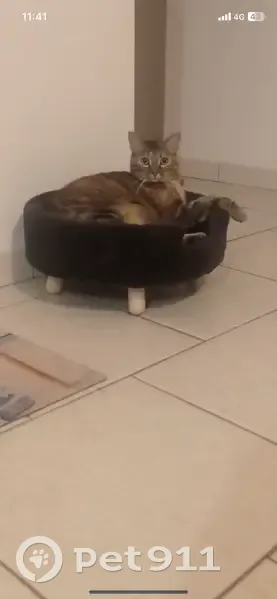 Suchi, chat peureux, perdu à Marieulles - photo
