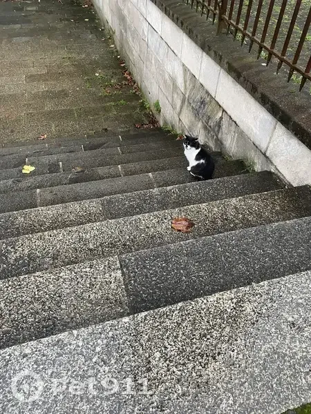 Chat perdu trouvé près de la cathédrale - photo