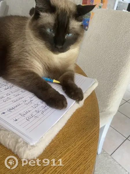 Djengo, chat brun perdu à Kernilis - photo