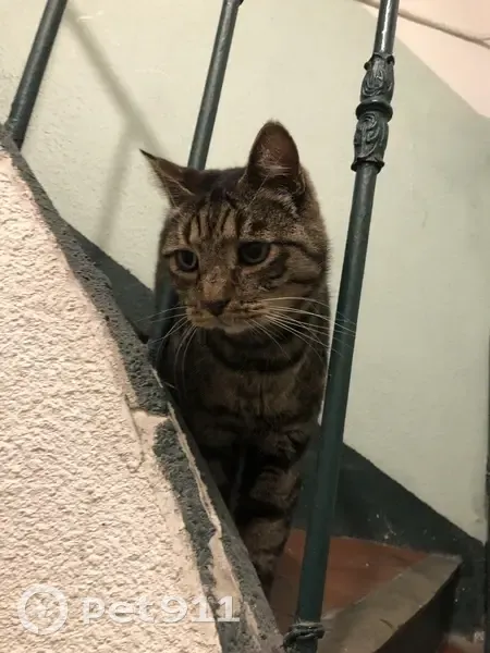 Chat trouvé, blessé, câlin, rue d'Alger - photo