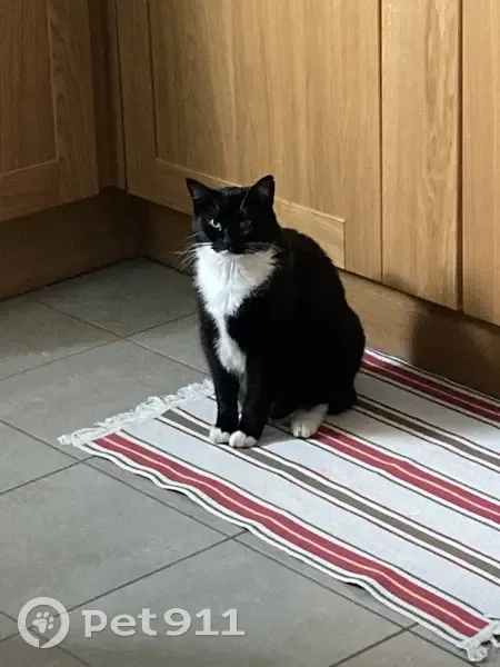 Chatte européenne perdue à Rânes - photo
