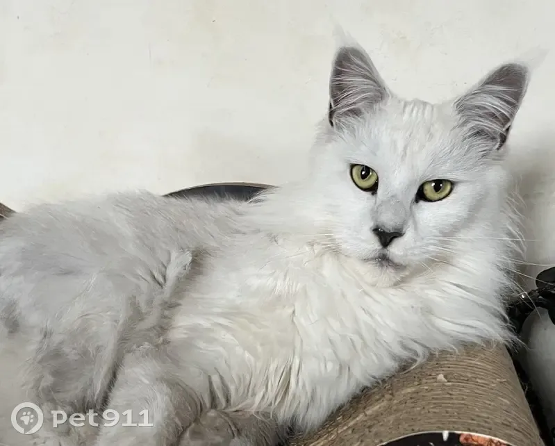 Maine Coon blanc gris perdu à Chamarande - photo
