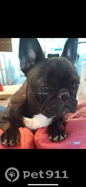 Bulldog français bringé perdu à Marseille - photo