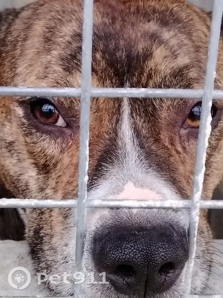 Chien mâle trouvé, docile, Morannes - photo