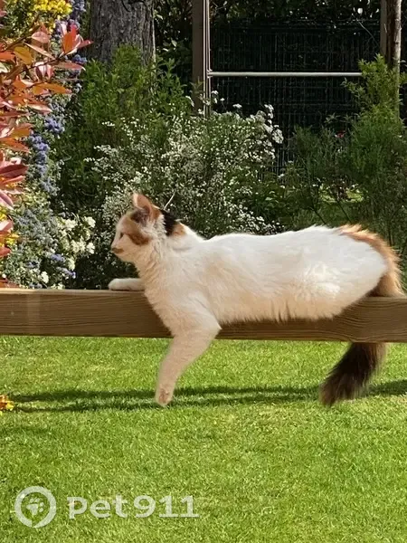 Chatte blanche disparue à Neauphle-le-Château - photo