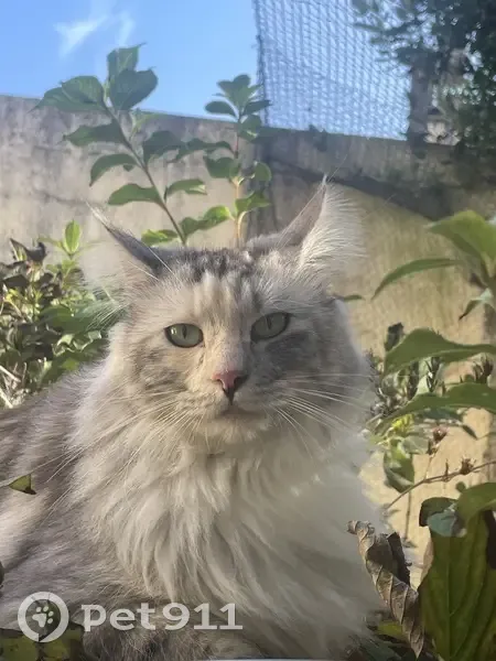 Chat gris et blanc trouvé à Bordeaux - photo
