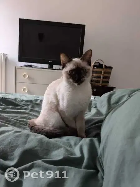 Chat siamois perdu près de la gare - photo