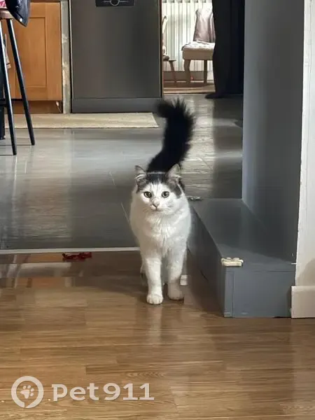 Chat blanc/gris disparu à Draillant - photo