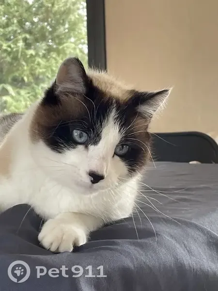 Chat perdu : Oky, mâle blanc/noir, pucé - photo
