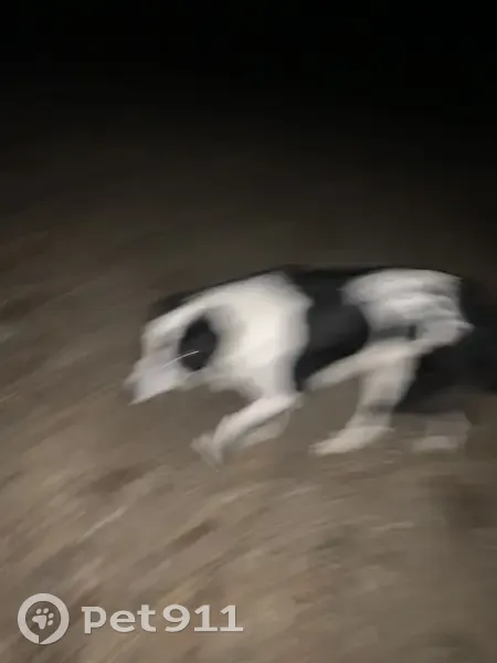 Chien noir et blanc trouvé à Neuvic - photo