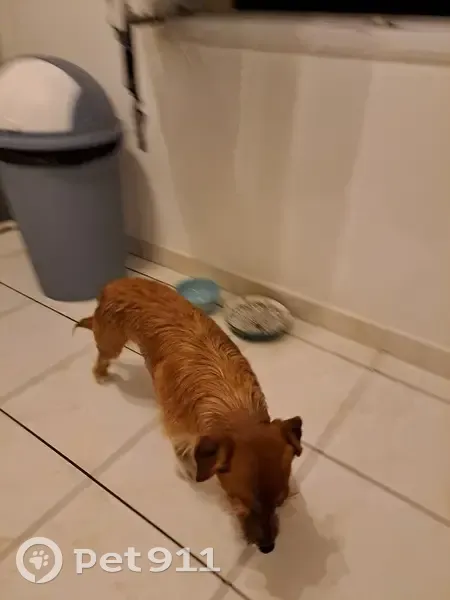 Chien caramel trouvé à Trélazé - photo