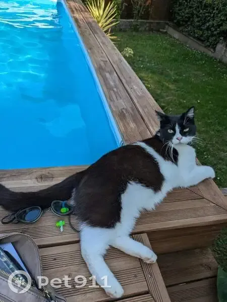 Chat perdu : Winnie, quartier des Rocs - photo
