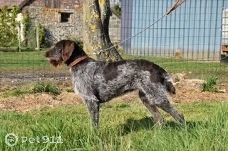 Chienne Drahthaar perdue à Heudebouville - photo