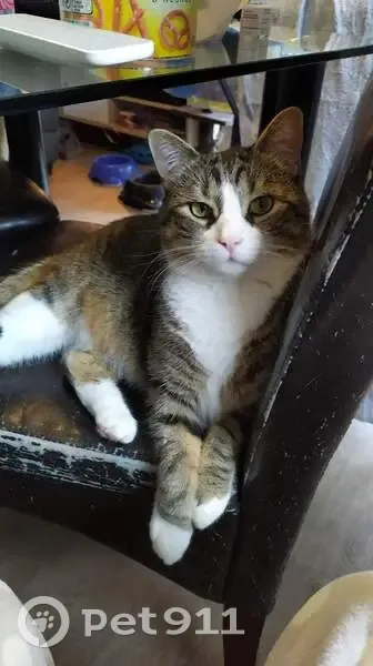 Chat perdu : Pixis, tigré et blanc, 7 ans - photo