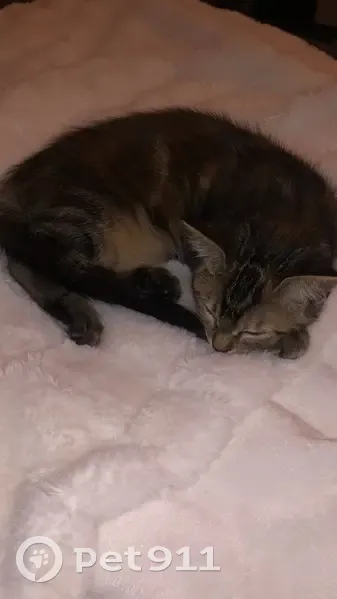 Chaton tigré disparu à Saint-Gènes-Champanelle - photo