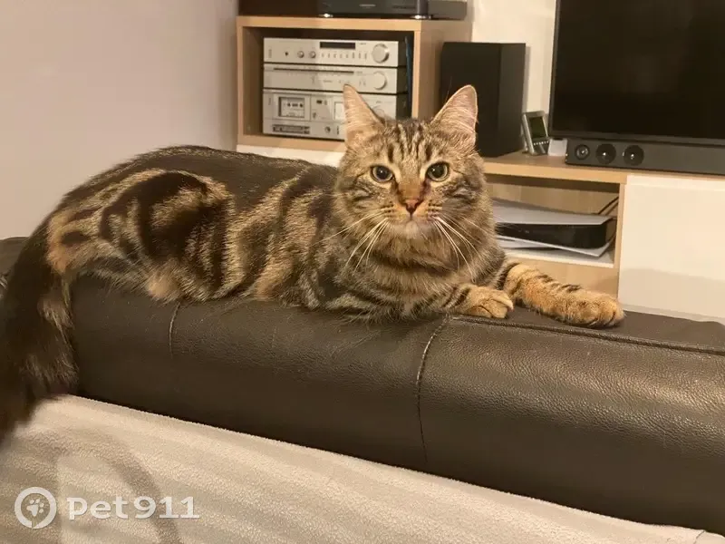 Chat tigré disparu à Pontcharra - photo