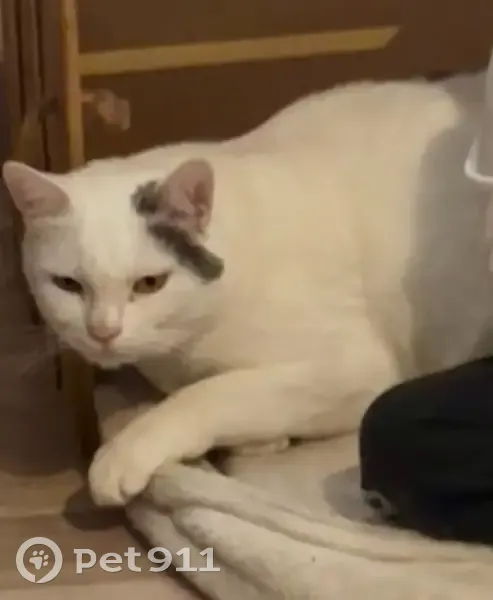 Chat mâle blanc/gris disparu à Poussay - photo