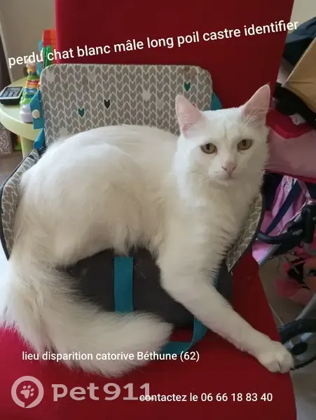 Chat angora blanc perdu à Béthune - photo