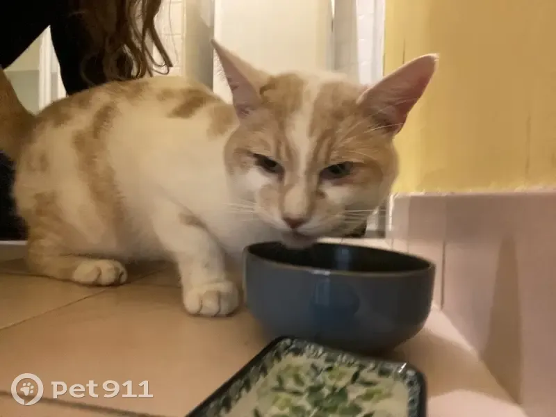 Chat mâle trouvé, env. 6 ans, Talensac - photo