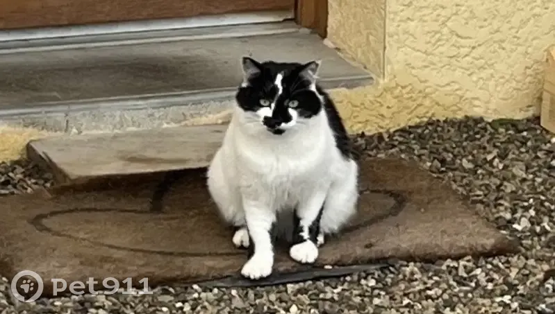 Chat noir et blanc trouvé à Heyrieux - photo