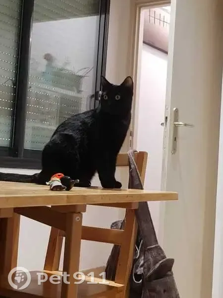 Chatte noire perdue, sociable, Montferrier - photo