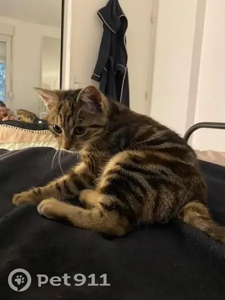 Chaton tigré trouvé à Cergy, sociable - photo
