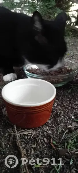 Chat noir et blanc trouvé à Peaugres - photo