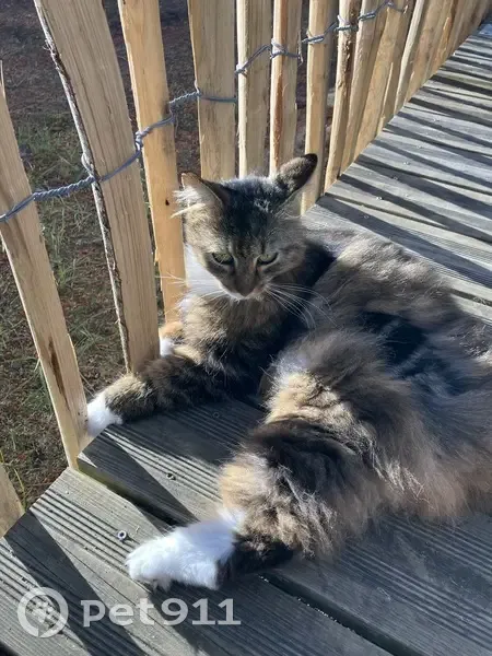 Chatte Louise 6 ans disparue à Noyant - photo