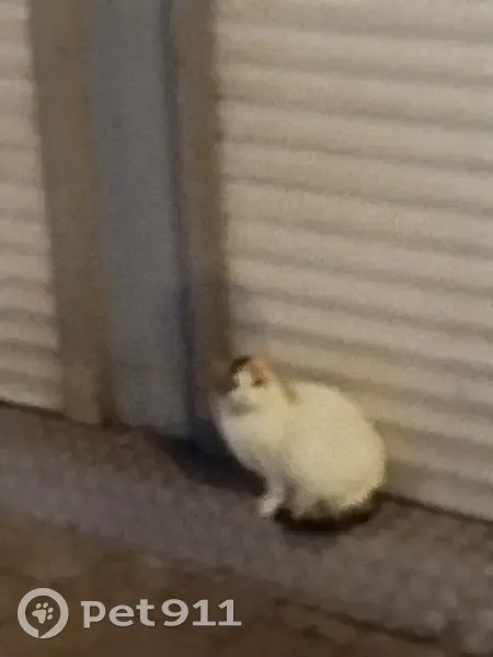 Chat trouvé à Lomme, blanc tacheté - photo
