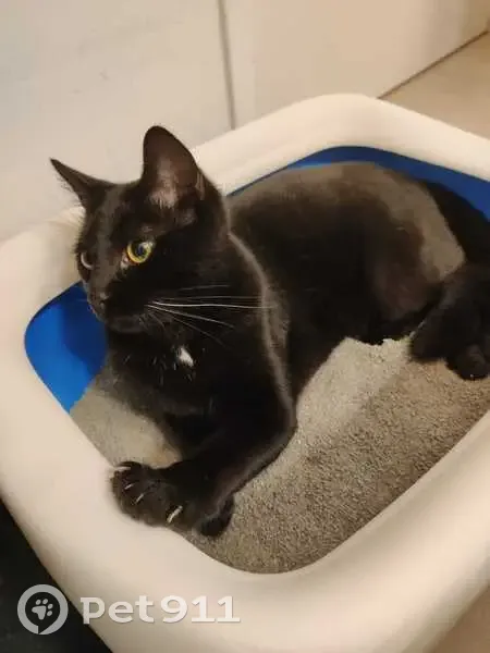 Chat trouvé avec queue tordue à Eaubonne - photo