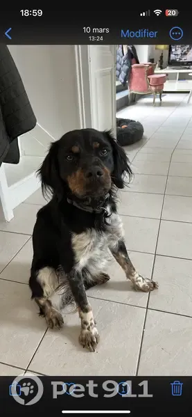 Chien perdu à Angers : Épagneul Breton - photo