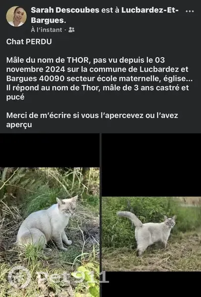 Chat perdu, Route de Bargues, Lucbardez - photo