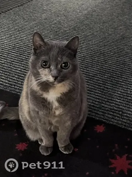 Chatte Européenne grise/jaune perdue à Brest - photo