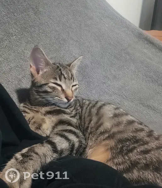 Chat mâle tigré perdu à Abbécourt - photo