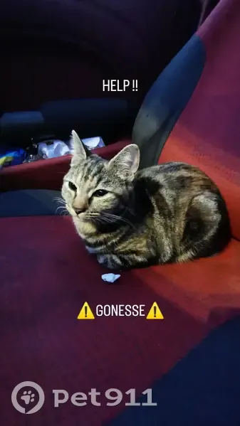 Chatte européenne docile trouvée à Gonesse - photo