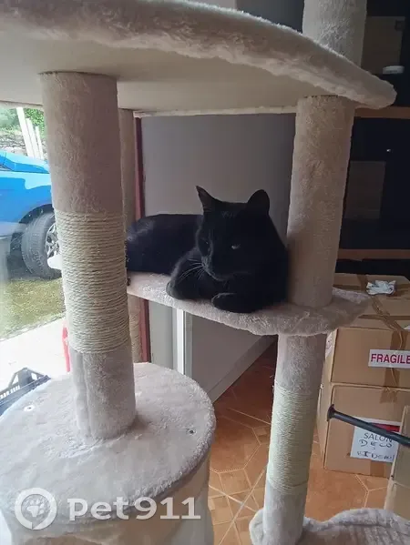 Chat noir perdu à Brèches, pucé et castré - photo