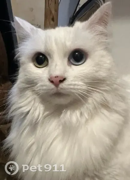 Chatte blanche disparue à Harfleur - photo