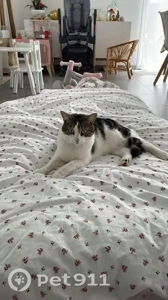 Chat perdu à Vimy : noir, blanc et gris - photo