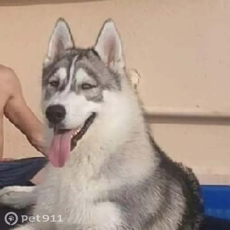 Husky mâle volé à Sedan, Place de la Halle - photo
