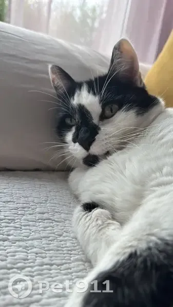 Chat disparu à Auterive : blanc et noir - photo