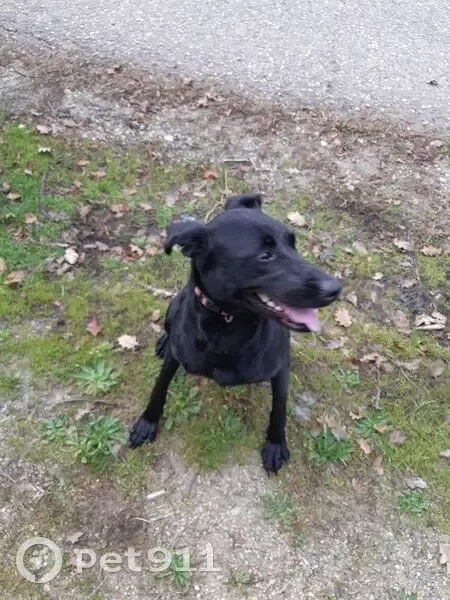 Chien trouvé à Échalas, Auvergne-Rhône-Alpes - photo